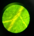Microscopic close up of a Japanese azalea leaf