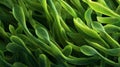 Microscopic closeup of green organic plantlike structures with textured surface and bulbous tips Royalty Free Stock Photo
