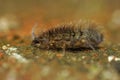 Microscopic closeup on a quite hairy springtail, Orchesella villosa