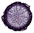 Microscopic cross section cut of a plant stem under the microscope