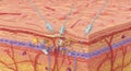 Microscopic Cross-Section of Skin with Medical Devices: Detailed 3D Rendering of Dermal Layers, Vessels, and Cellular Structures Royalty Free Stock Photo