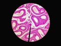 Microscopic cross section of testes testis T.S tissue