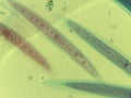 Microscopic Field of Crescent-Shaped Green Algae (Closterium) Filament Royalty Free Stock Photo