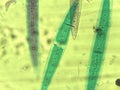 Microscopic Field of Crescent-Shaped Green Algae (Closterium) Filament Royalty Free Stock Photo