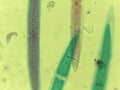 Microscopic Field of Crescent-Shaped Green Algae (Closterium) Filament Royalty Free Stock Photo