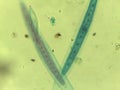 Microscopic Field of Crescent-Shaped Green Algae (Closterium) Filament Royalty Free Stock Photo