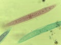 Microscopic Field of Crescent-Shaped Green Algae (Closterium) Filament Royalty Free Stock Photo