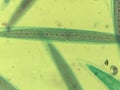 Microscopic Field of Crescent-Shaped Green Algae (Closterium) Filament Royalty Free Stock Photo