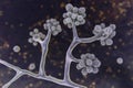 Microscopic fungi Cunninghamella, scientific 3D illustration