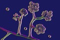 Microscopic fungi Cunninghamella, scientific 3D illustration. Pathogenic fungi from the order Mucorales, cause