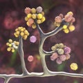 Microscopic fungi Cunninghamella, scientific 3D illustration