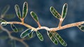 Microscopic fungi Epidermophyton floccosum, scientific illustration