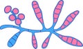 Microscopic fungi Epidermophyton floccosum, scientific illustration