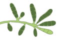 Microscopic fungi Epidermophyton floccosum, scientific illustration