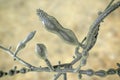Microscopic fungi Microsporum audouinii, 3D illustration