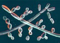 Microscopic fungi Trichosporon, 3D illustration