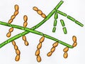 Microscopic fungi Trichosporon, hand-drawn illustration