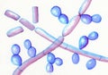 Microscopic fungi Trichosporon, hand-drawn watercolor illustration showing septate hyphae, pseudohyphae, and