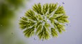 Microscopic Green Algae Colony with Radiating Fronds and Bubbles Royalty Free Stock Photo