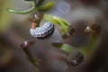 Microscopic green shoots under ribbed opium poppy seed shell. Papaver somniferum by microscope. Drug opiates and food plant