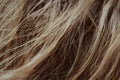 Microscopic Hair: Hair Strands Under a Microscope Revealing Detailed Hair Structure and Composition Royalty Free Stock Photo