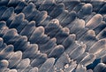 Butterfly Wing Scales with Pollen at 500x Magnification Royalty Free Stock Photo