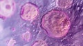 A microscopic image of a dividing cell with clear boundaries between the G2 and M phases Royalty Free Stock Photo