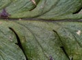 Microscopic image of a fern leaf, scientific polypodiopsida Royalty Free Stock Photo