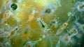 A microscopic image of a freshwater pond teeming with a variety of Euglenoids some photosynthesizing and others actively