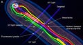 Microscopic view of a nematode worm illuminated by UV light, showing internal structures and nutrient transport channels Royalty Free Stock Photo
