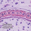 Is used in histology to study ovarian follicles and their supportin Royalty Free Stock Photo