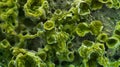 A microscopic image showing a colony of cyanobacteria resembling a vibrant green carpet covering a rock surface. . Royalty Free Stock Photo