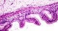 Microscopic image showing epithelium of urinary bladder Royalty Free Stock Photo