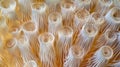 A microscopic image of a spore from a mushroom showcasing its long cylindrical shape and glistening texture. .