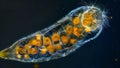 A microscopic image of a Stentor a tetshaped protozoan known for its ability to regenerate damaged parts of its body