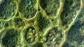 A microscopic image of a stomata accompanied by surrounding epidermal cells showcasing the coordination and