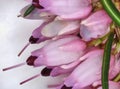 Microscopic image of the tiny flowers of heather heather, scientific Calluna vulgaris Royalty Free Stock Photo