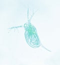 Microscopic image of zooplankton Flea Daphnia Royalty Free Stock Photo