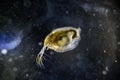 Microscopic image of zooplankton Water Flea Daphnia Royalty Free Stock Photo