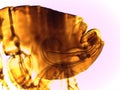 Microscopic Lateral View of a Male Human Flea (Pulex irritan Royalty Free Stock Photo