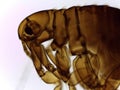 Microscopic Lateral View of a Male Human Flea (Pulex irritan Royalty Free Stock Photo