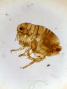Microscopic Lateral View of a Male Human Flea (Pulex irritan Royalty Free Stock Photo