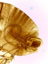 Microscopic Lateral View of a Male Human Flea (Pulex irritan Royalty Free Stock Photo