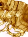 Microscopic Lateral View of a Male Human Flea (Pulex irritan Royalty Free Stock Photo