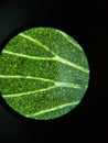 Microscopic leaf fragaria cell