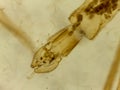 Microscopic Morphology of Culex pipiens Mosquito Larval or Pupal Head Capsule and Appendage Royalty Free Stock Photo