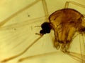 Microscopic Morphology of Culex pipiens Mosquito Larval or Pupal Head Capsule and Appendage Royalty Free Stock Photo