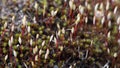 Microscopic moss Sporophyte Calyptra of Polytrichum commune, common haircap, great golden maidenhair. Floral background macro Royalty Free Stock Photo