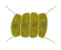 Microscopic organism Chlorophytes Scenedesmus quadricauda