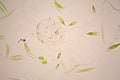 Microscopic organisms from the pond. Euglena Gracilis